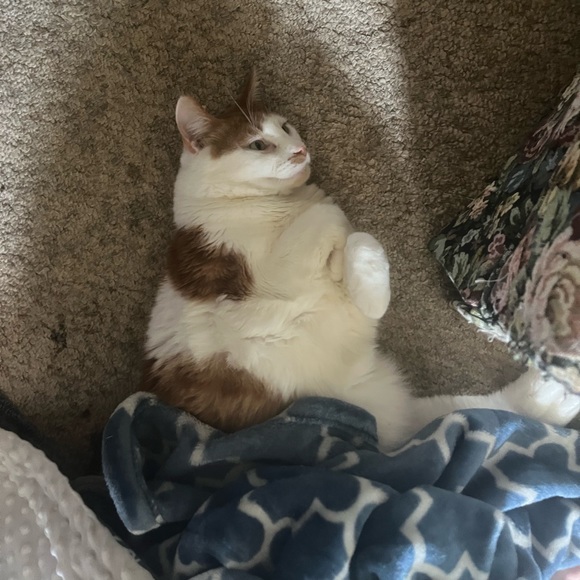 Tag your PFFs! Hosting “Everything Pets Posh Party” on 10/13/2023! - Picture 6 of 9